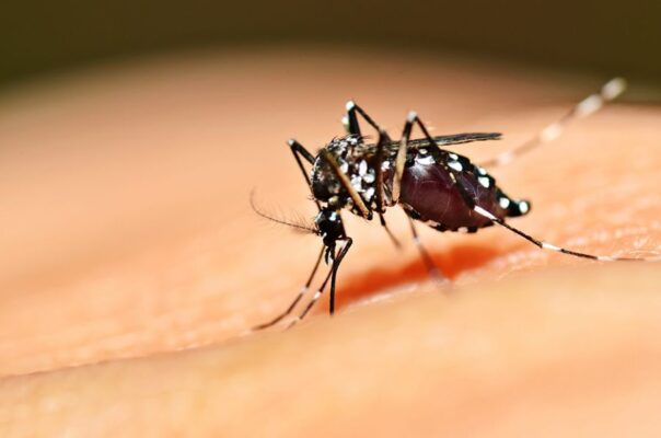 saude-confirma-reducao-de-85-nos-casos-de-dengue-em-joao-pessoa-604x400 Municípios com risco de surto de dengue vão utilizar carros fumacê para combater Aedes aegypti, na Paraíba