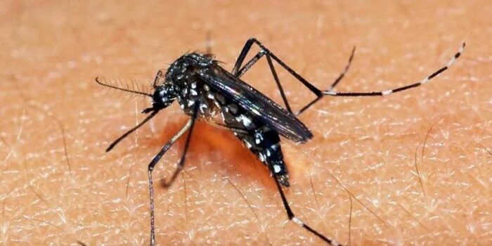 WhatsApp-Image-2024-04-04-at-07.12.49-700x350 Paraíba têm tendência de estabilidade na incidência de dengue, diz Ministério