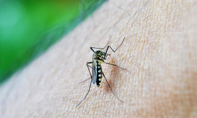WhatsApp-Image-2024-04-11-at-08.27.16-669x400 Brasil passa de 4 milhões de casos de dengue; mortes chegam a 1.937