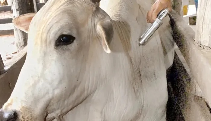 WhatsApp-Image-2024-04-28-at-07.13.25 Criadores de gado devem vacinar rebanho contra aftosa para evitar multas e restrições