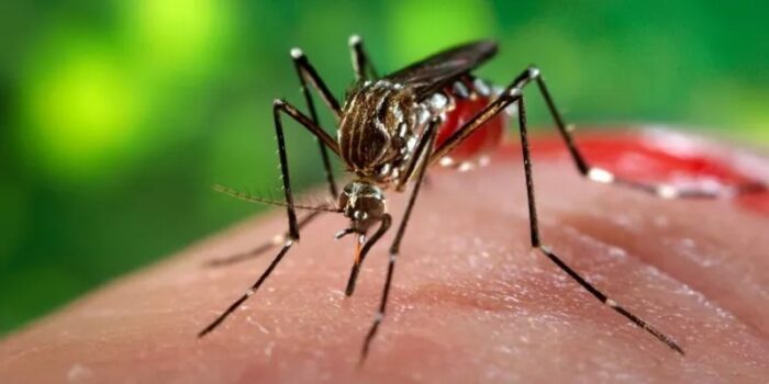 WhatsApp-Image-2024-05-15-at-06.50.50-700x350 Paraíba apresenta tendência de queda nos casos de dengue, diz Ministério da Saúde
