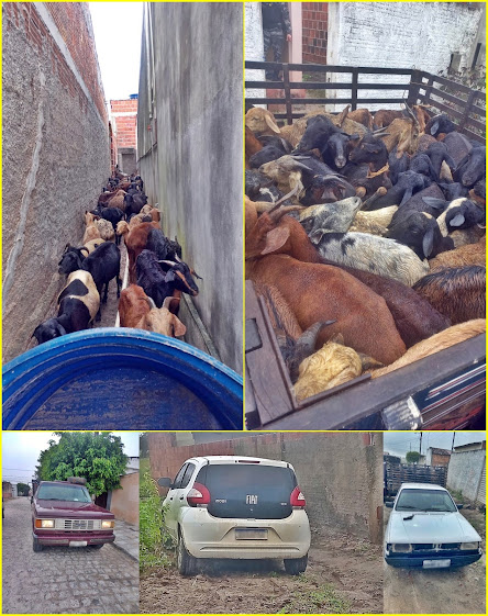 cats-1 Veículo e carga de caprinos roubada no Cariri é recuperada pela Polícia na cidade de Areial