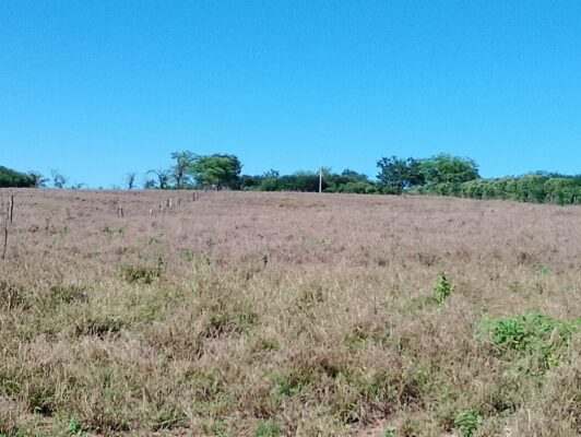 combate-a-nova-praga-da-cigarrinha-da-pastagem-532x400 Secretaria de Agricultura oferece apoio total no combate à nova praga da “cigarrinha da pastagem” que já tem incidência em Monteiro