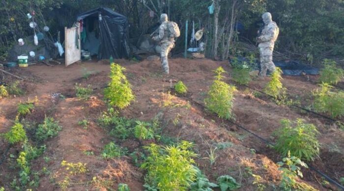 unnamed-700x389 Operação encontra 180 mil pés de maconha na divisa Paraíba-Pernambuco