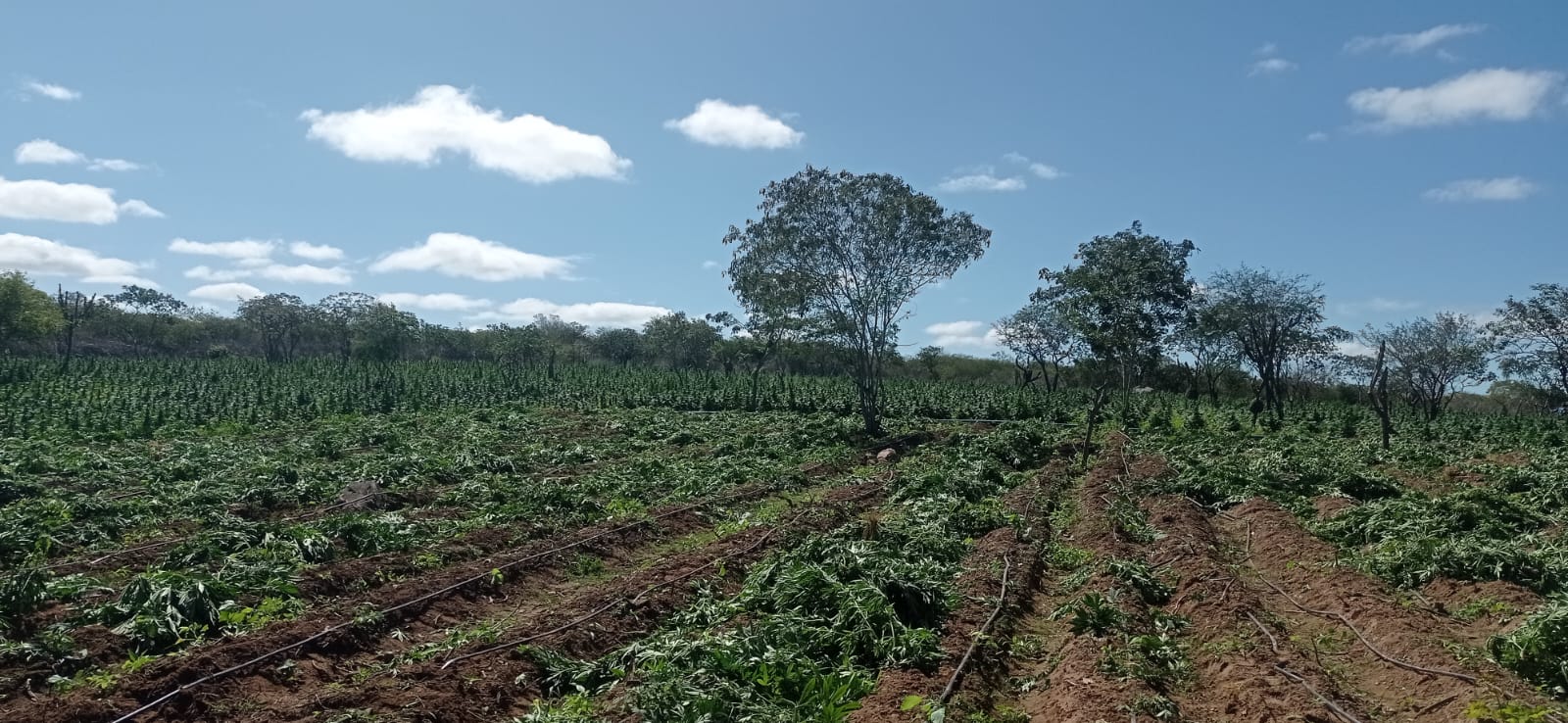 IMG-20240711-WA0235-1 Polícia descobre plantio com 80 Mil Pés de Maconha em Amparo