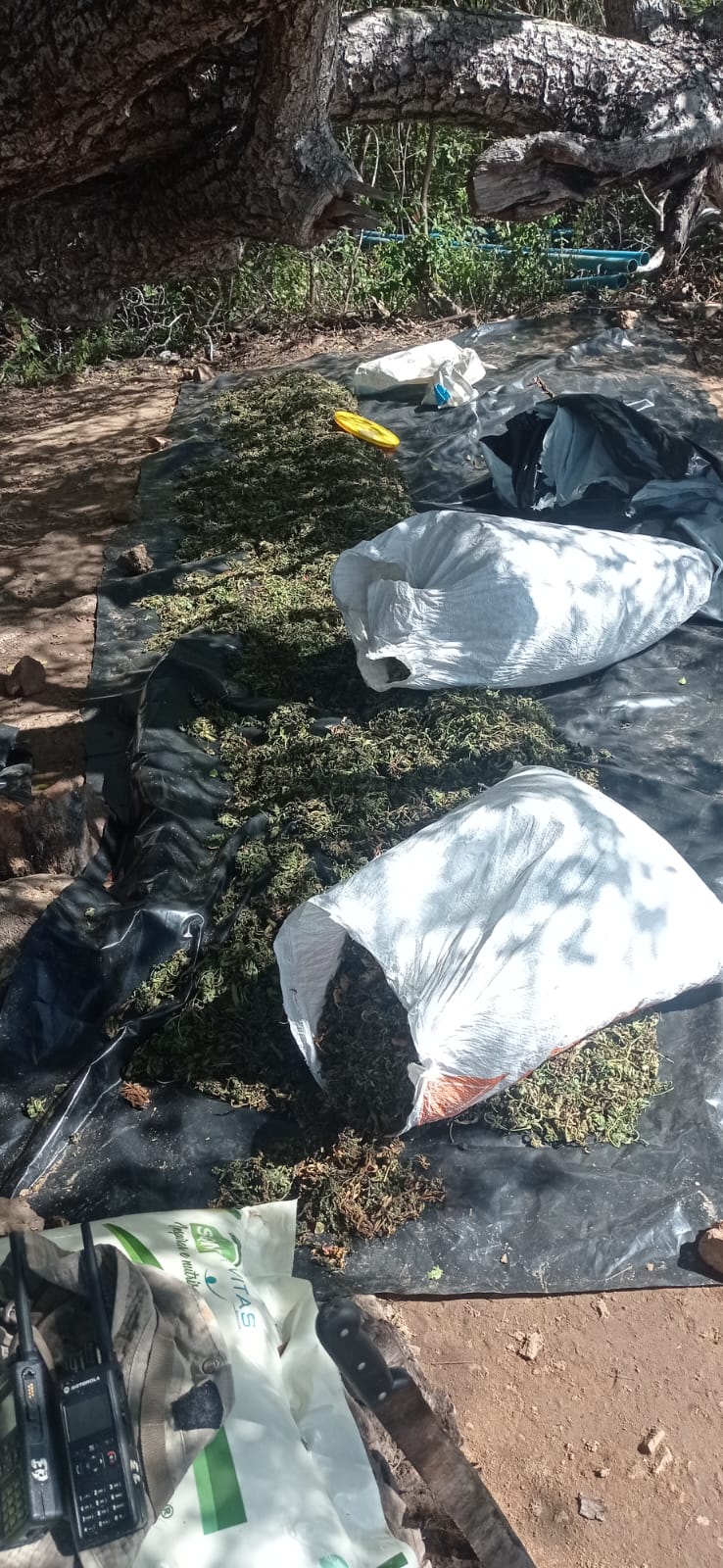 IMG-20240711-WA0236 Polícia descobre plantio com 80 Mil Pés de Maconha em Amparo