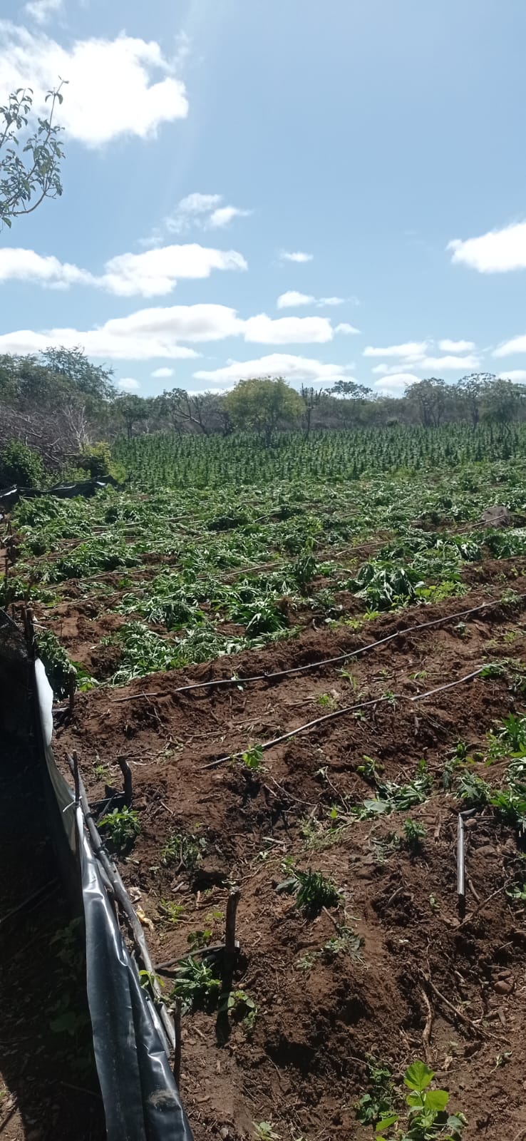 IMG-20240711-WA0237 Polícia descobre plantio com 80 Mil Pés de Maconha em Amparo