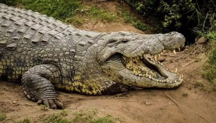 WhatsApp-Image-2024-07-04-at-06.47.56-700x398 Polícia encontra restos mortais de menina que desapareceu após ataque de crocodilo na Austrália