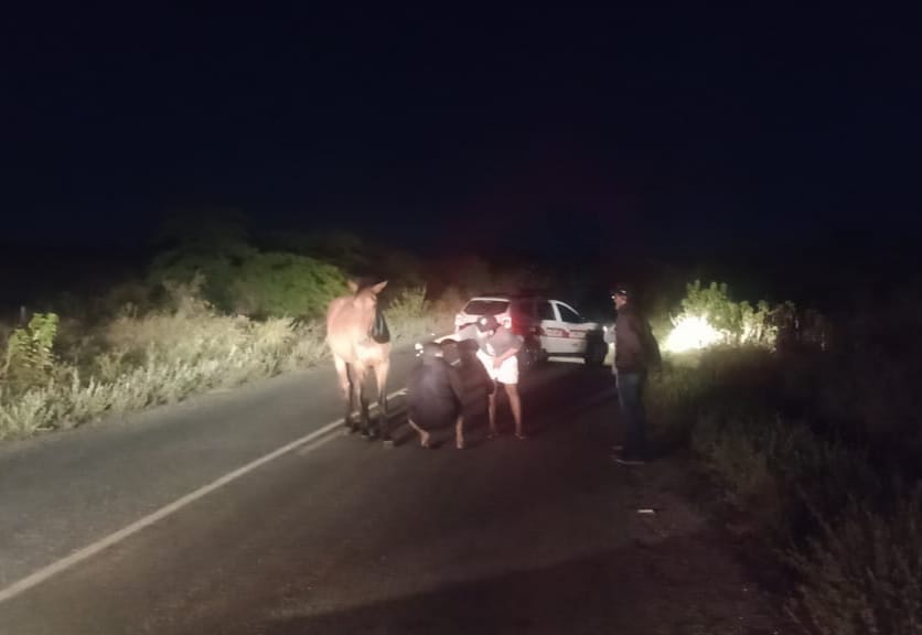 IMG-20240820-WA0136 Cavalo solto na estrada causa dois acidentes graves no Cariri paraibano