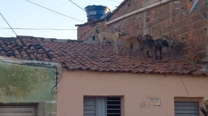 cachorros-telhado-casas-sousa-pb-700x390 “Só pensa em namorar”: cachorros ‘invadem’ telhado de casas na Paraíba atrás de cadela e viralizam na internet