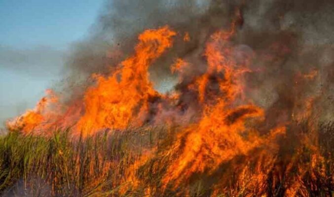 Incendio-Canavial-Fogo-Paraiba-768x454-1-677x400 Paraíba registra perda de R$ 400 mil este ano por incêndios em canaviais; sindicato apela por conscientização