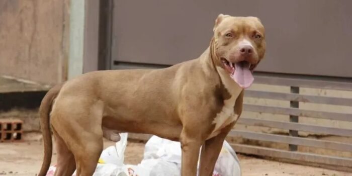 WhatsApp-Image-2024-09-02-at-06.48.24-700x350 Dono de pit-bull é preso após deixar cachorro fugir e matar três cães