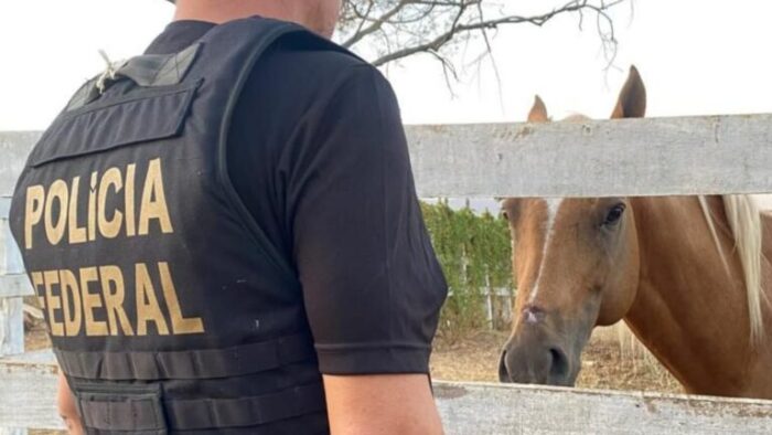 cavalooperacaopf-768x432-1-700x394 Cavalo de R$ 600 mil é encontrado em haras alvo de operação da Polícia Federal na Paraíba