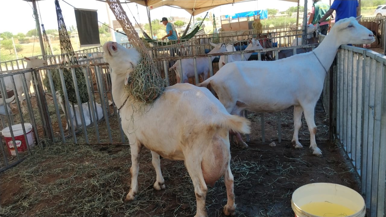 Expo-Monteiro-_-Baias-3 Monteiro possui o maior rebanho e propriedades produtoras de leite de cabra do cariri