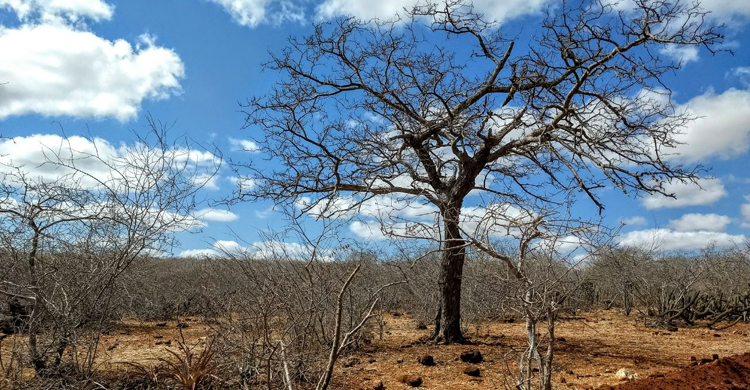 Seca-1 Governo Federal reconhece situação de emergência em quatro cidades do Cariri