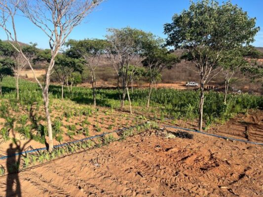 WhatsApp-Image-2024-10-30-at-16.25.34-1-768x576-1-533x400 Operação destrói cerca de 60 mil pés de maconha cultivados em fazenda no Sertão da Paraíba