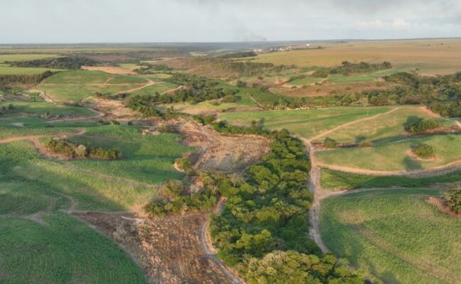 operacao-mata-atlantica-pb1-1-649x400 Cinco municípios da Paraíba são flagrados com desmatamento e fiscalização aplica mais de R$ 600 mil em multas