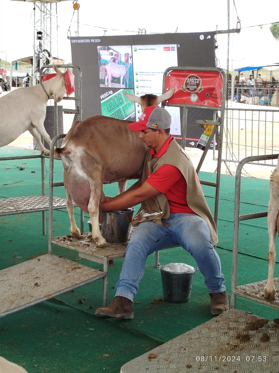 IMG-20241111-WA0183 Luna, do Capril União, bate recorde de produção de leite e é destaque na Expo Monteiro