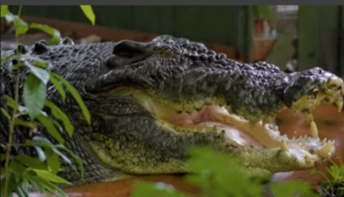 WhatsApp-Image-2024-11-03-at-08.46.50-768x439-1-700x400 Com mais de 100 anos de idade, maior crocodilo cativo do mundo morre na Austrália