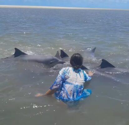 WhatsApp-Image-2024-11-17-at-08.33.44-768x744-1-413x400 botos-cinza encalham em praia da Paraíba ao tentar se alimentar