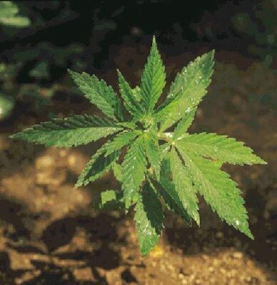 legalizar-ou-reprimir-maconha-ja-e-usada-por-190-milhoes-388x400 STJ decide sobre autorização de cultivo de maconha medicinal na próxima quarta-feira