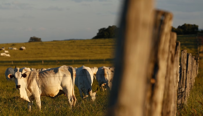 GADO-PASTO Homem tenta estuprar vaca, leva coice e morre com camisinha no pênis